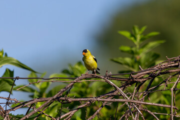 American goldfinch sitting on the fence