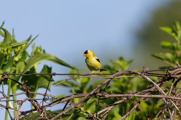American goldfinch sitting on the fence