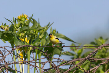 American goldfinch sitting on the fence