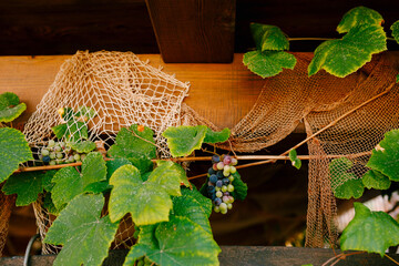 Fototapeta na wymiar Bunches of grapes under a wooden roof against the background of a fishing net