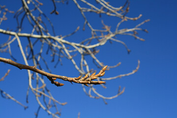  closeup the budding tree and brown branches with dark blue sky at tibet. 