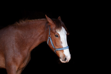 Fototapeta na wymiar portrait of a horse lowkey