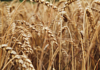 Fototapeta premium Weizenfeld