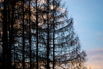 Fototapeta na wymiar Gemeine Fichte (Picea abies) Fichtensterben, Deutschland, Europa
