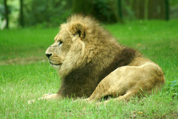 male lion in the grass