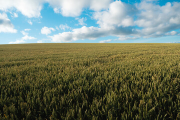 Wheat growing and blue cloudy sky
