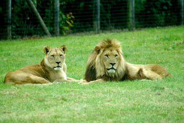 lion and lioness