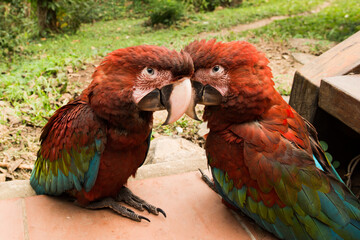 Guacamayo rojo, aves, animales