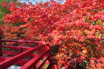 紅葉に映える日本風橋
Autumn leaves