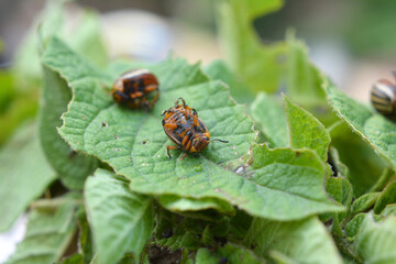 Destroyed Colorado potato beetle on a potato leaf