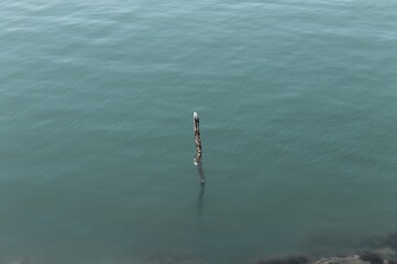 An isolated branch that comes out of the surface of the water (Pesaro, Italy, Europe)
