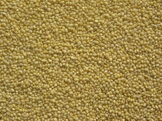 Yellow raw whole Proso millet or Panicum miliaceum
