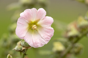 Fototapeta premium Woodbridge Hibiscus flower plant with soft pink coloured petals