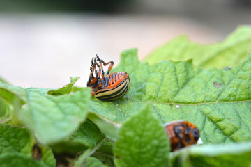 Destroyed Colorado potato beetle on a potato leaf