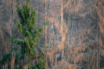 Gemeine Fichte (Picea abies) Fichtensterben, Deutschland, Europa