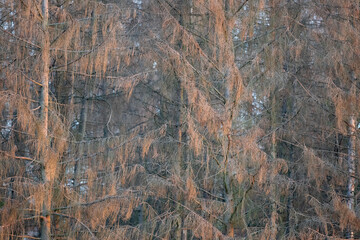 Gemeine Fichte (Picea abies) Fichtensterben, Deutschland, Europa