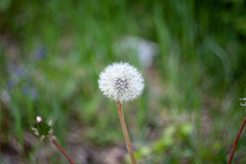 dandelion on a green meadow
