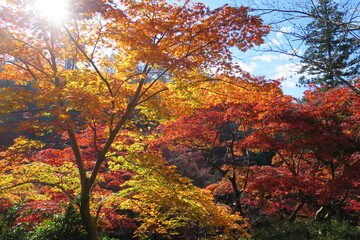 日本の紅葉　日本の美
Beautiful autumn leaves 