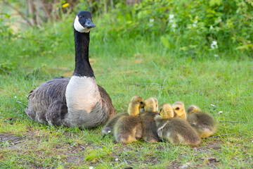 Kanadagansküken (Branta canadensis), Deutschland, Europa