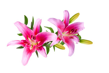 Couple of pink lily flowers isolated on white background