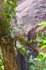 Squirrel sitting on a tree branch on a rock background