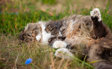 A furry cat lies belly up on the lawn in the evening. General plan, narrow focus.