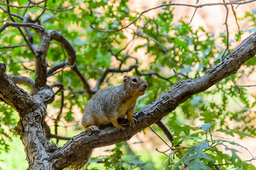 Squirrel sitting on a tree branch on a rock background