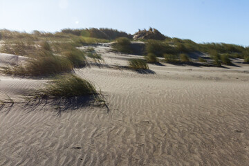 Grassy dunes at Pistol River, Oregon
