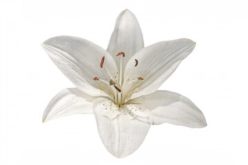 Fototapeta na wymiar white lily isolated on white