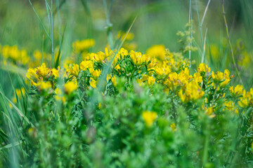Meadow yellow flowers on a blurred background