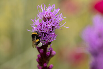 Bumblebee hanging on to a Liatris Spicata or bottle brush flower with blurred out of focus garden background featuring other pink flowers