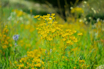 Meadow yellow flowers on blurred scenic background