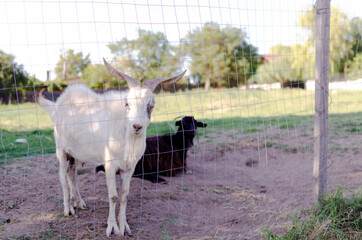 One white goat and one black goat behind a fence in the green farm