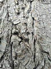 bark