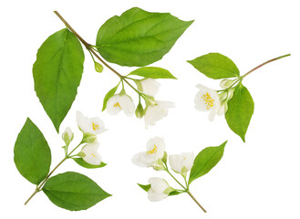 Obraz premium Jasmine flowers isolated on white background top view