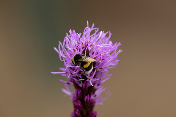 Top of a Liatris Spicata or bottle brush flower with bumblebee and blurred out of focus dark autumn coloured background
