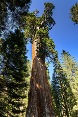 Giant sequoia in Sequoia park. California USA