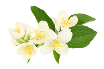 Obraz premium Jasmine flowers isolated on white background