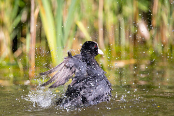 Blesshuhn mit Küken im Schilf