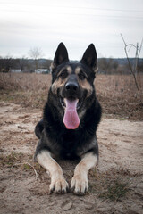 german shepherd dog on grass