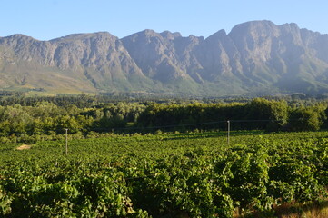 Fototapeta na wymiar Wine tasting in Franschhoek in South Africa