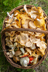 a full basket of chanterelle mushrooms in the forest in the grass.