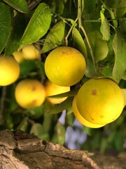 lemons on the tree