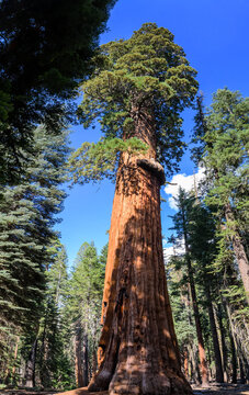 Giant sequoia in Sequoia park. California USA © Sergey