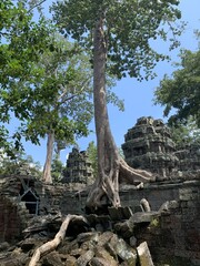 Fototapeta na wymiar Banian de Ta Prohm (temple de Lara Croft) à Angkor, Cambodge 