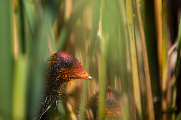 Blesshuhn mit Küken im Schilf