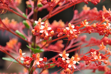 Paniculatum or Pagoda Flower taken in bangladesh