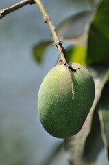 Fresh green mango fruit hanging on mango tree in the garden farm agricultural with nature green blur and bokeh Premium Photo