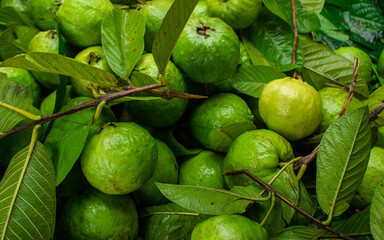 Local high quality organic raw guava . it is seasonal fruit . I captured this image from Bangladesh.