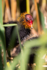Blesshuhn mit Küken im Schilf